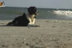 Folly Beach dog